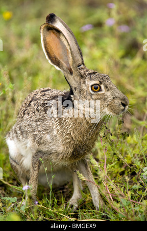 Schwarz-angebundene Jackrabbit - Los Novios Ranch - in der Nähe von Cotulla, Texas USA Stockfoto