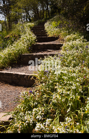 Großbritannien, England, Devon, Brixham, Coleton Fishacre Haus, Gärten Wald Wildblumen Farbsäume Pfad hinunter zum Meer Stockfoto