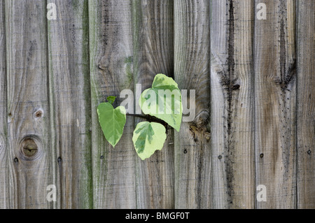 Efeublätter wachsen durch einen hölzernen Zaun Stockfoto