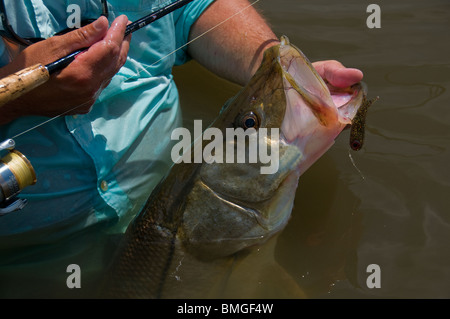 Inshore Angler hefts ein Riesen Snook, gefangen auf einen TerrorEyz in Florida Atlantic Intracoastal Waterway, dem Indian River. Stockfoto