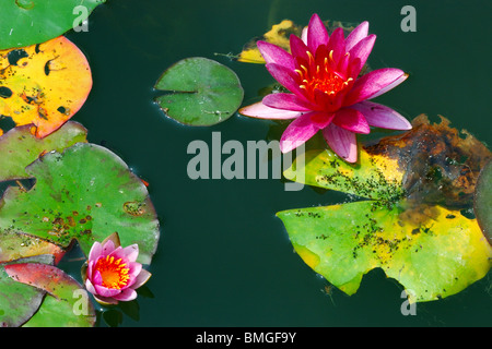 Nymphaea Nouchali, bekannt als die rote und blaue Seerose, blaue Sterne Seerose, Sterne Lotus ist eine Seerose Gattung Nymphaea. Stockfoto