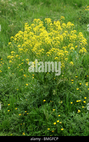 Ball Senf, Neslia Paniculata, Brassicaceae (Cruciferae) Stockfoto