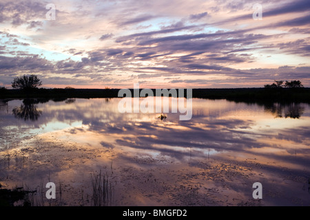 Sonnenaufgang auf der Los Novios Ranch - in der Nähe von Cotulla, Texas USA Stockfoto