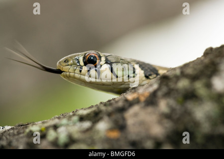 Karierte Garter Snake - Los Novios Ranch - in der Nähe von Cotulla, Texas USA Stockfoto