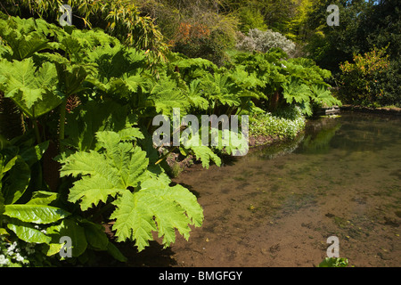 Großbritannien, England, Devon, Brixham, Coleton Fishacre Haus, Gärten Gunnera Manicata in voller Blatt Stockfoto