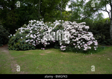 Rhododendron-Büsche in eine Farbenpracht in die Isabella Plantation in Richmond Park in London England Stockfoto