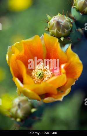 Nahaufnahme von Orange Blume des Feigenkaktus - Los Novios Ranch - in der Nähe von Cotulla, Texas USA Stockfoto