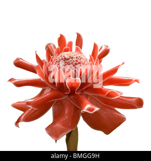 Eine Fackel Ingwer, Etlingera Elatior, Yunnan, China. Stockfoto