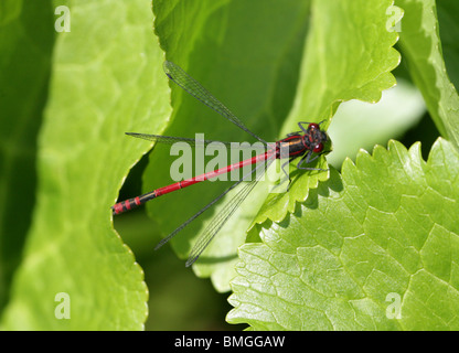 Große rote Damselfly, Pyrrhosoma Nymphula, Coenagrionidae, Zygoptera, Odonata. Männlich. Stockfoto