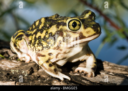 Die Couch katzenähnliche Toad - Los Novios Ranch - in der Nähe von Cotulla, Texas USA Stockfoto