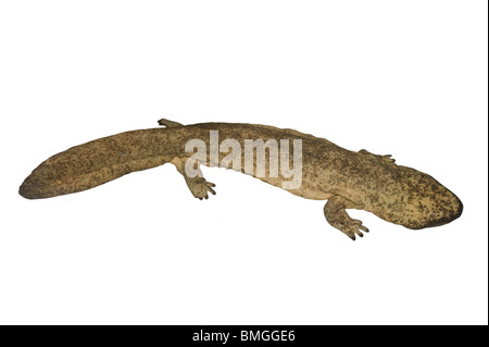 Unreife chinesischen Riesensalamander Andrias Davidianus ist völlig aquatischen Stockfoto