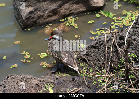 Weiße-cheeked Pintail (Anas Bahamensis Galapagensis) Stockfoto