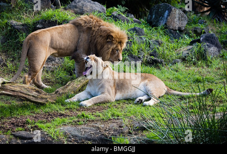 Ein männlicher Löwe mit voller Mähne und eine weibliche Löwin Gähnen Auckland, Neuseeland Stockfoto