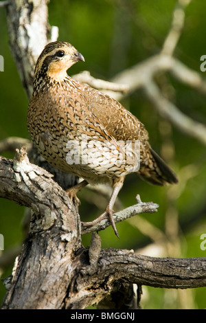 Nördlichen Wachtel - Los Novios Ranch - in der Nähe von Cotulla, Texas USA Stockfoto