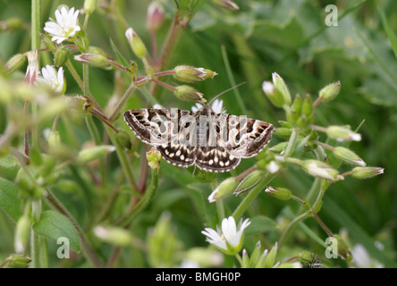 Mutter Shipton Motte, Callistege mi (Euclidimera Meile), Noctuidae, Lepidoptera, auf gemeinsame Hornkraut Blumen Stockfoto