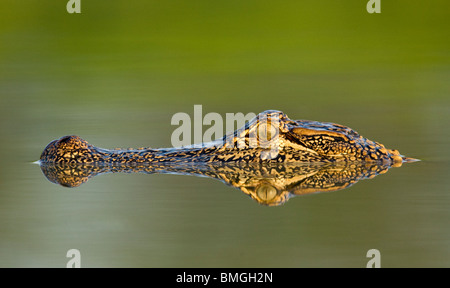 Amerikanischer Alligator - Los Novios Ranch - in der Nähe von Cotulla, Texas USA Stockfoto