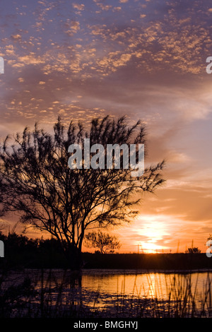 Sonnenaufgang auf der Los Novios Ranch - in der Nähe von Cotulla, Texas USA Stockfoto