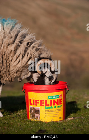 Swaledale Ewe Essen aus einer Ergänzung Pre Lämmer füttern Block. Stockfoto