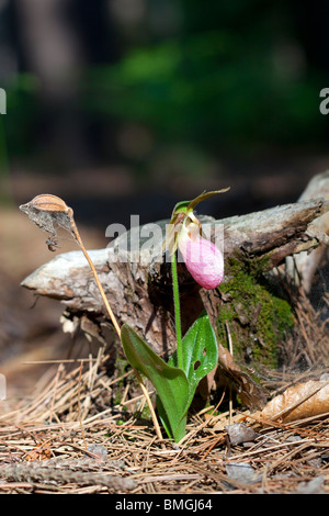 Pink Lady Slipper Orchidee oder Mokassin Blume Cypripedium Acaule im Osten der USA Stockfoto