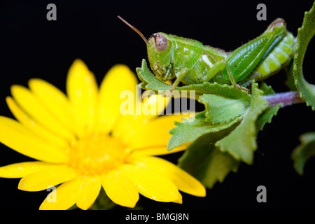 Heuschrecke und gelbe Blume - Los Novios Ranch - in der Nähe von Cotulla, Texas USA Stockfoto