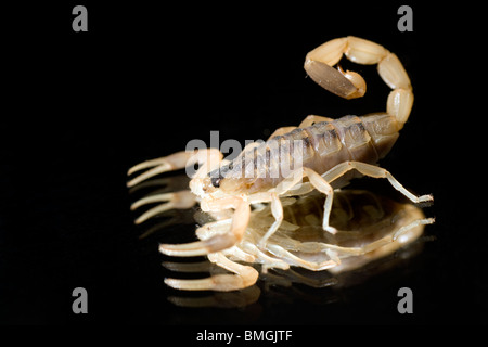 Nahaufnahme der Scorpion - Los Novios Ranch - in der Nähe von Cotulla, Texas USA Stockfoto