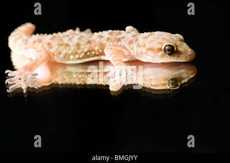 Nahaufnahme von Gecko - Los Novios Ranch - in der Nähe von Cotulla, Texas USA Stockfoto