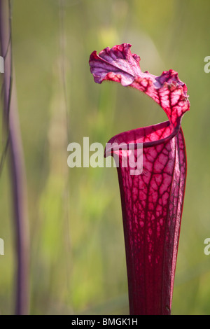 Weiß-Spitze Kannenpflanze rote Form mit Hybrid zu beeinflussen, in der Nähe artfremder Sarracenia Leucophylla Alabama USA Stockfoto