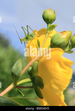 Langbeinige grüne Heuschrecke, die im Sommer auf einer großen gelben Blume steht Stockfoto