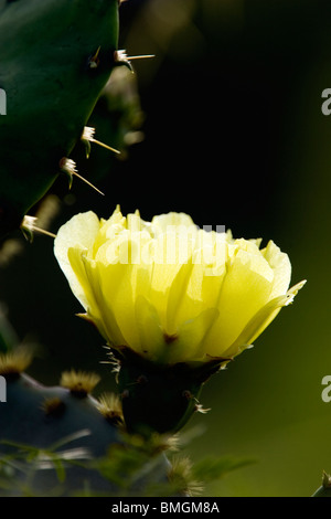 Gelbe Blume des Feigenkaktus - Los Novios Ranch - in der Nähe von Cotulla, Texas USA Stockfoto