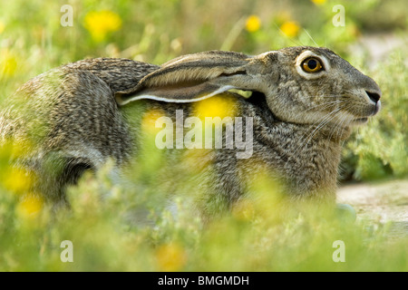 Schwarz-angebundene Jackrabbit - Los Novios Ranch - in der Nähe von Cotulla, Texas USA Stockfoto