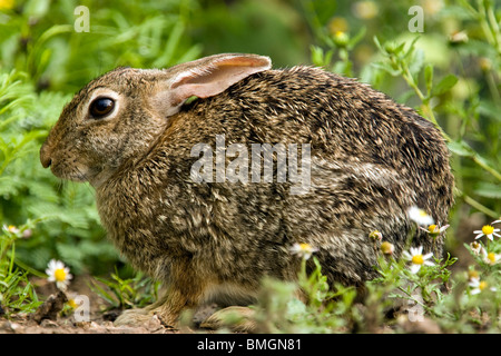 Östlichen Cottontail Kaninchen - Los Novios Ranch - in der Nähe von Cotulla, Texas USA Stockfoto