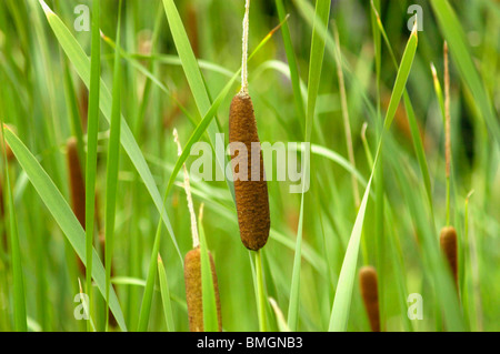 kleiner Rohrkolben (Typha Angustifolia) Stockfoto