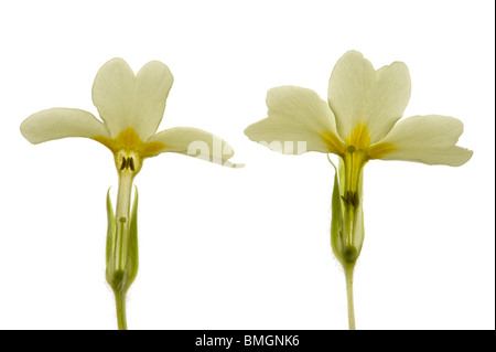 L S Pin & Thrum eyed Primeln, Primula vulgaris Stockfoto