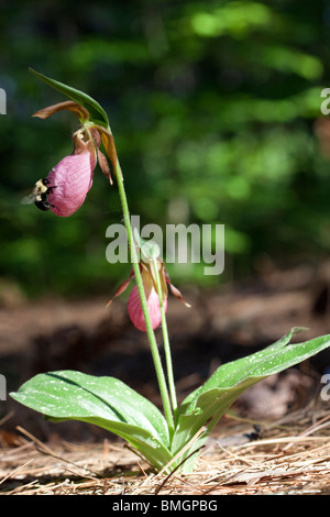 Pink Lady Slipper Orchidee oder Mokassin Blume Cypripedium Acaule im Osten der USA Stockfoto