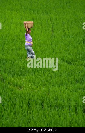 Eine Frau fängt ihre Tage Arbeit in den Reisfeldern im Dorf Ubud, Bali. Die üppigen grünen Reis ist fast bereit zu ernten. Stockfoto