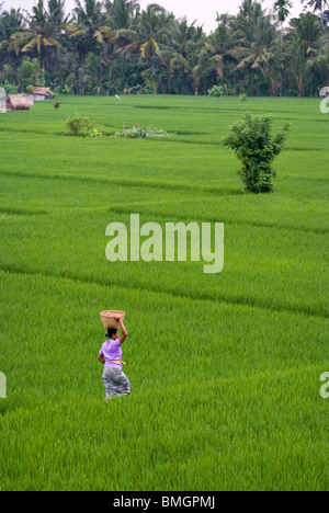 Eine Frau fängt ihre Tage Arbeit in den Reisfeldern im Dorf Ubud, Bali. Die üppigen grünen Reis ist fast bereit zu ernten. Stockfoto