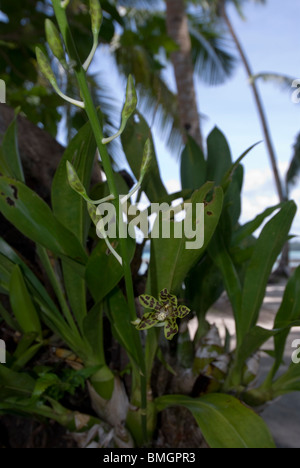 Orchidee, Coelogyne SP. wächst in der Nähe von Strand am Kai Kecil, Molukken, Indonesien Stockfoto