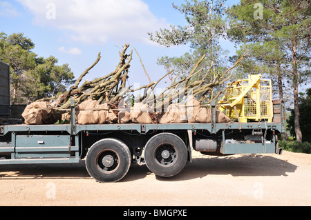 Israel, Carmel Bergwald, altem Baumbestand sind in den Wald für die Neubepflanzung gebracht. Stockfoto