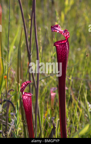 Weiß-Spitze Kannenpflanze rote Form mit Hybrid zu beeinflussen, in der Nähe artfremder Sarracenia Leucophylla Alabama USA Stockfoto