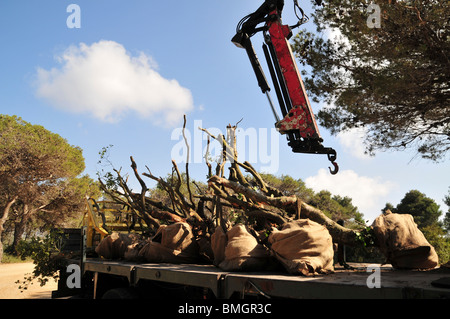 Israel, Carmel Bergwald, altem Baumbestand sind in den Wald für die Neubepflanzung gebracht. Stockfoto