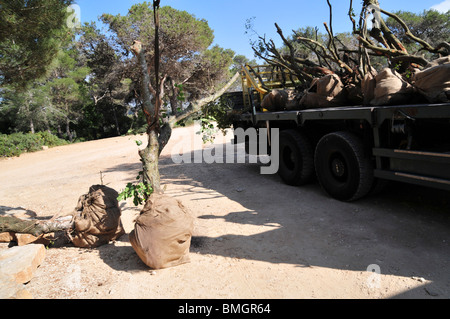 Israel, Carmel Bergwald, altem Baumbestand sind in den Wald für die Neubepflanzung gebracht. Stockfoto