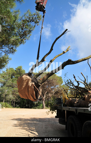 Israel, Carmel Bergwald, altem Baumbestand sind in den Wald für die Neubepflanzung gebracht. Stockfoto