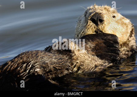 Stock Foto von einem California Seeotter schwimmt auf dem Rücken, Moss Landing, Kalifornien, Mai 2010. Stockfoto