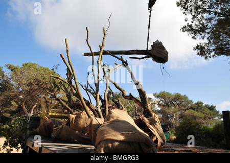 Israel, Carmel Bergwald, altem Baumbestand sind in den Wald für die Neubepflanzung gebracht. Stockfoto