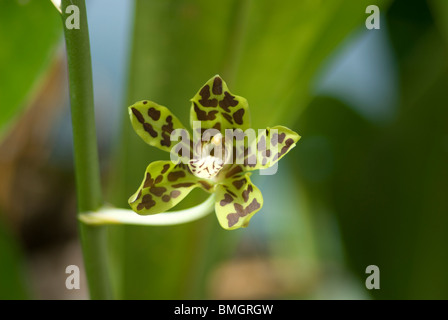 Orchidee, Coelogyne SP. wächst in der Nähe von Strand am Kai Kecil, Molukken, Indonesien Stockfoto