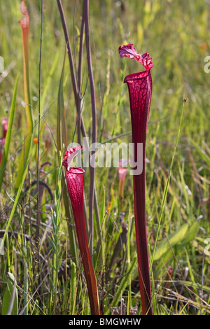 Weiß-Spitze Kannenpflanze rote Form mit Hybrid zu beeinflussen, in der Nähe artfremder Sarracenia Leucophylla Alabama USA Stockfoto