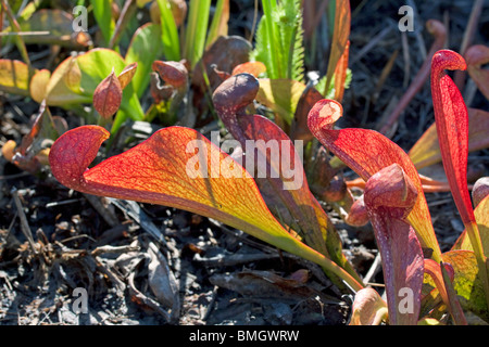 Fleischfressende Papageien Schlauchpflanze Sarracenia Psittacina Südosten der USA Stockfoto