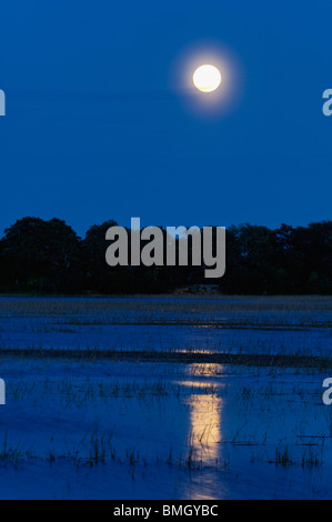 Vollmond in der Abenddämmerung gesehen in einem Sumpf in Chatham County, Georgia Stockfoto