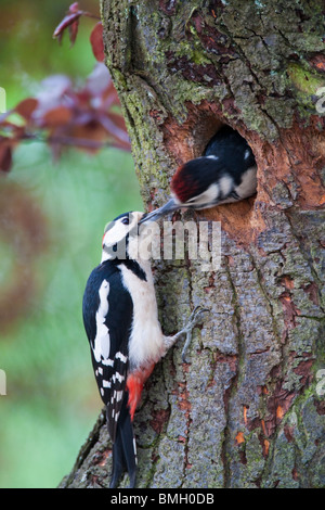 Größere beschmutzt Specht Dendrocopos große männlich Fütterung Juvenile, Kent UK, Frühling Stockfoto