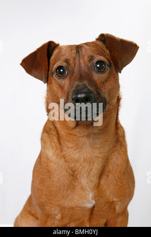 Mischling / Hund Stockfoto